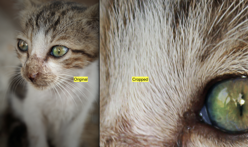 comparison of image before and after cropping